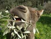 Donkey eating olive leaves