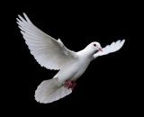 Noah's Dove