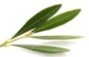 Olive Leaf Frond